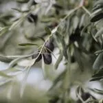 olives growing on an olive tree branch