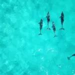 school of dolphins on body of water